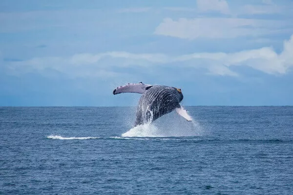 Voyager et decuvrir la faune et la flore du Costa Rica