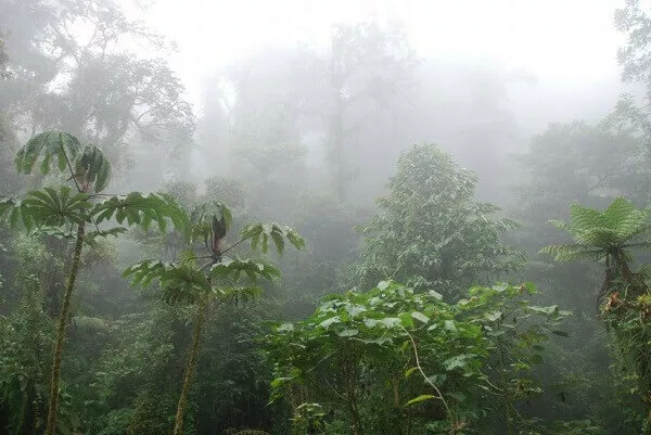 Foret nuageuse du Costa Rica