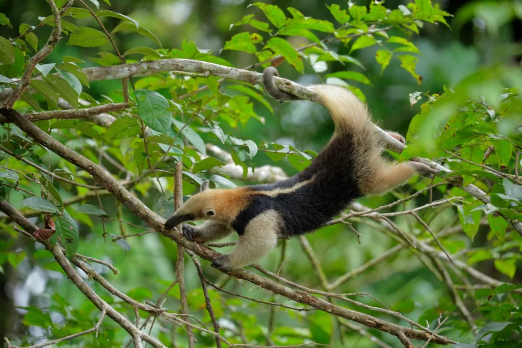 Fourmilier du Costa Rica, Oso Hormiguero, Sejour sur mesure au Costa Rica
