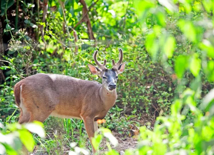 Les cervidés du Costa Rica. Voyage a la carte au Costa Rica