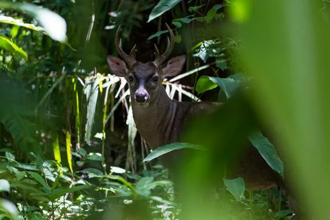 Les cervidés du Costa Rica. Voyage et sejour au Costa Rica