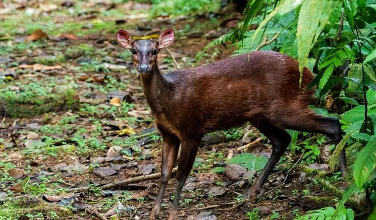 Les mammiferes du Costa Rica