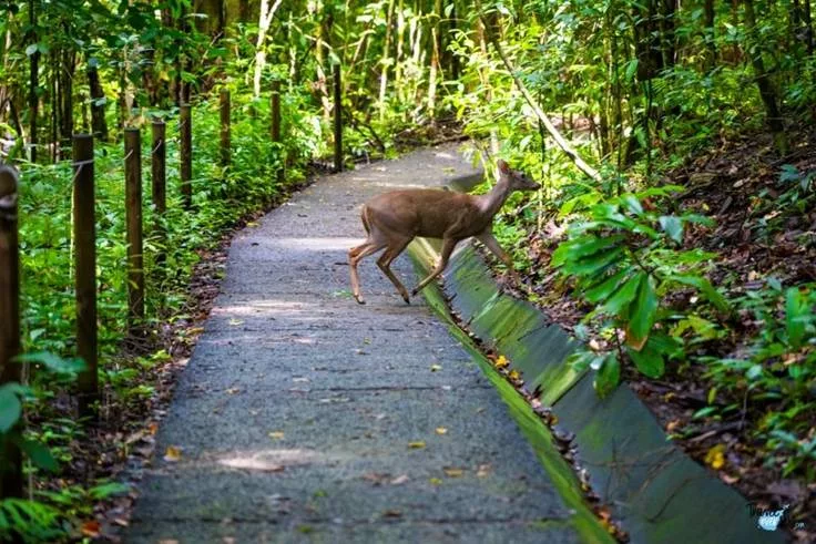 La faune du Costa Rica. Sejour decouverte au Costa Rica