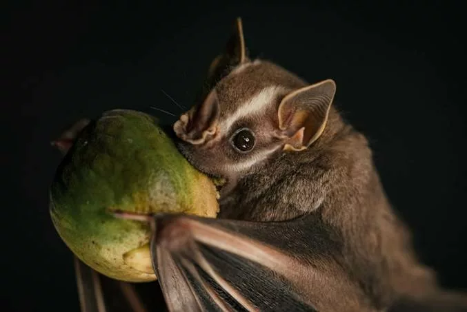 Les chauves-souris frugivores. Voyager au Costa Rica