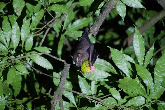 Les chauves-souris du Costa Rica. Voyage et sejour au Costa Rica