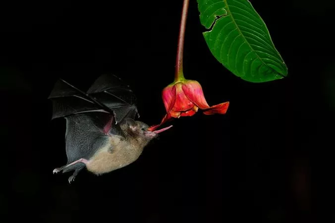 Les chauves-souris nectarivores
