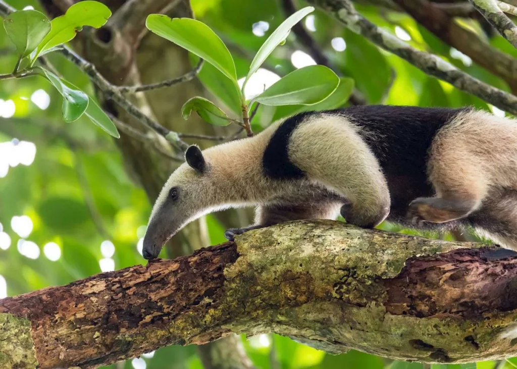 Le fourmilier soyeux, Costa Rica. Partir au Costa Rica