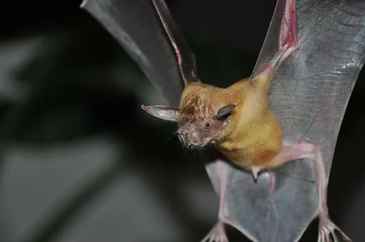 Les chauves-souris pêcheuses au Costa Rica. sejour et voyage au Costa Rica