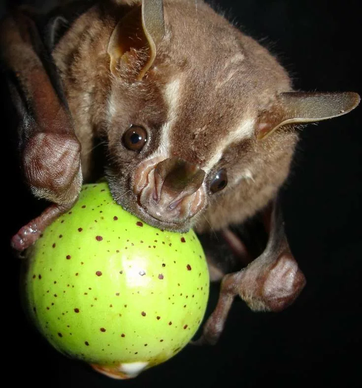 Sejour au Costa Rica. la faune du Costa Rica, les animaux du Costa Rica