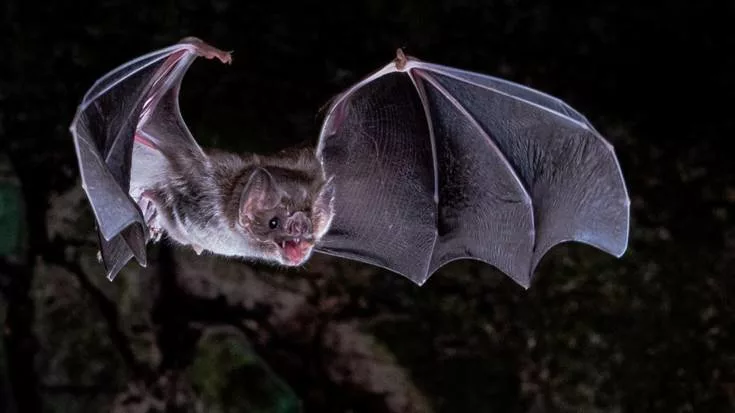 Les chauves-souris vampires
