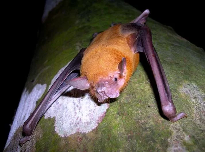 Les chauves-souris pêcheuses