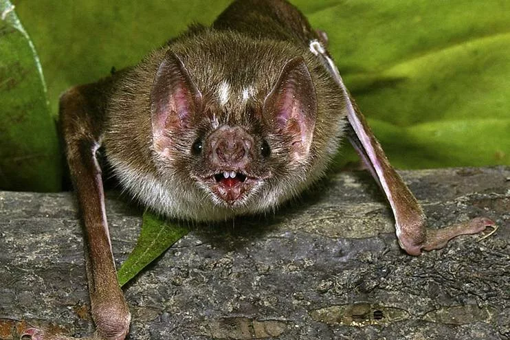 Les chauves-souris vampires. Voyage et sejour
