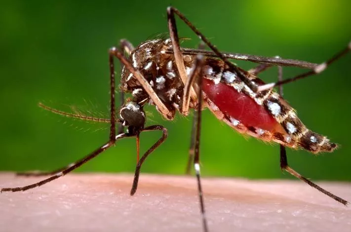 Aedes aegypti, l'un des principaux moustiques vecteurs de maladies tropicales au Costa Rica.