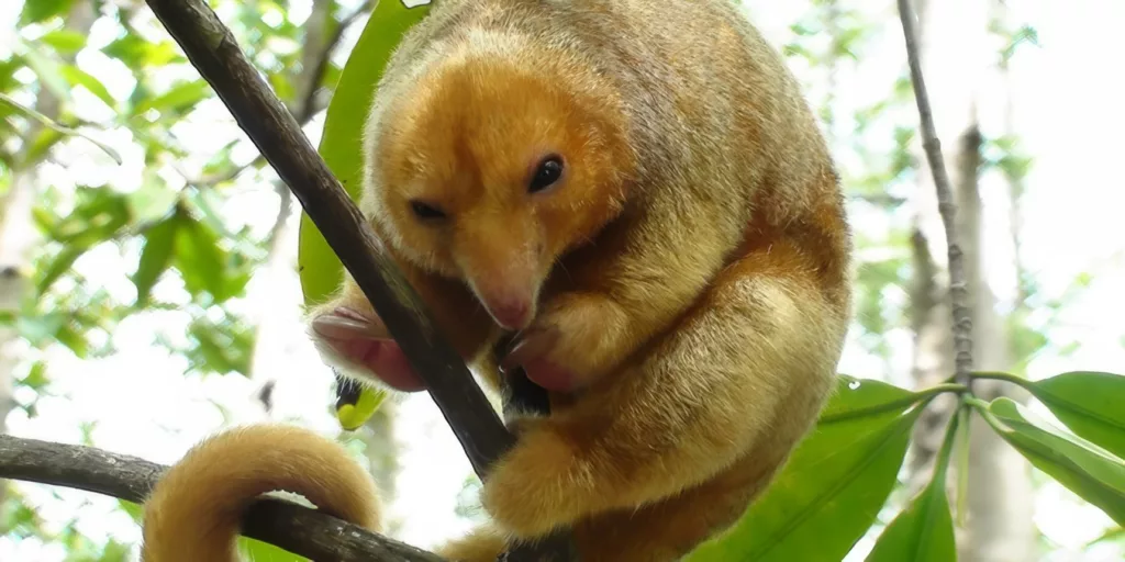 Voyage decouverte au Costa Rica