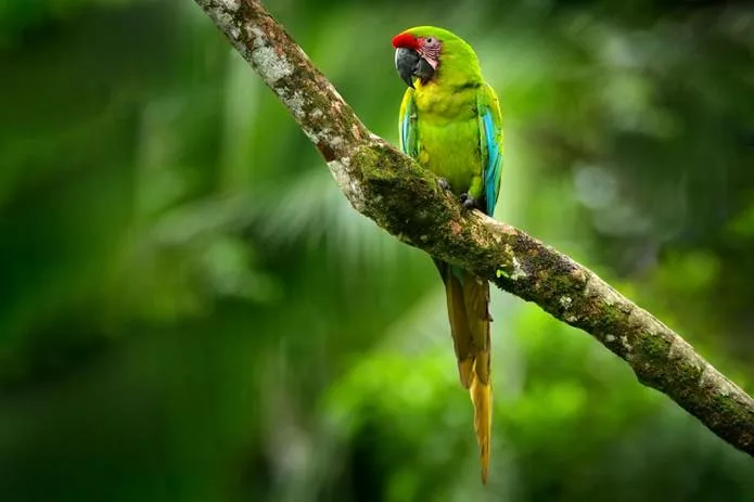 Ara vert. sejour decouverte nature faune et flore au Costa Rica