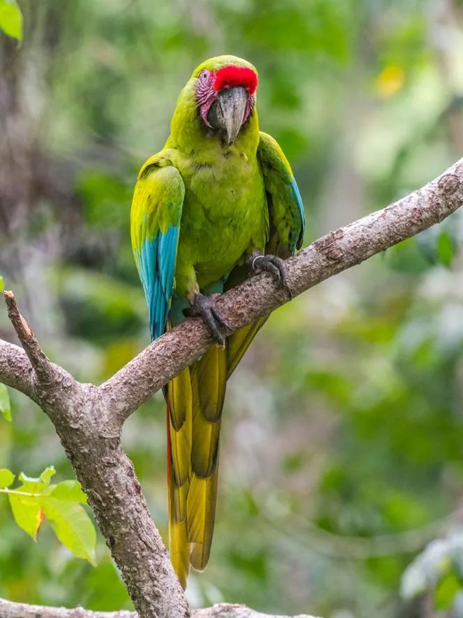 Le Ara vert, Costa Rica. Programme de sejour au Costa Rica