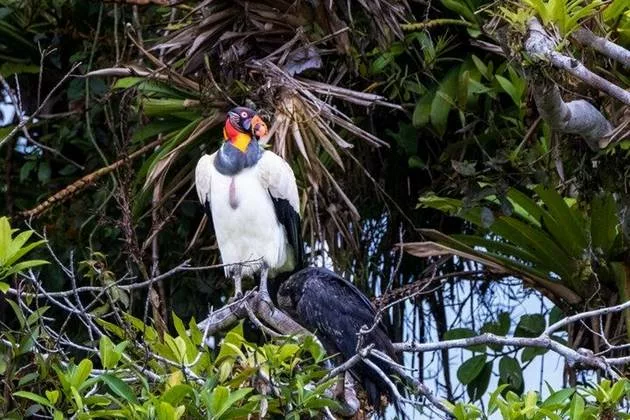 Le vautour roi. Agence de voyage locale francophone au Costa Rica