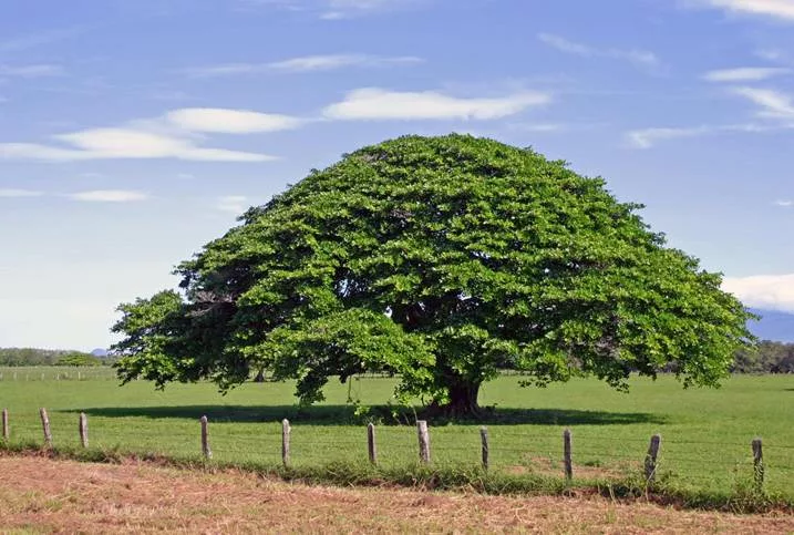 Arbre Guanacaste, arbre national du Costa Rica. Autotour au Costa Rica