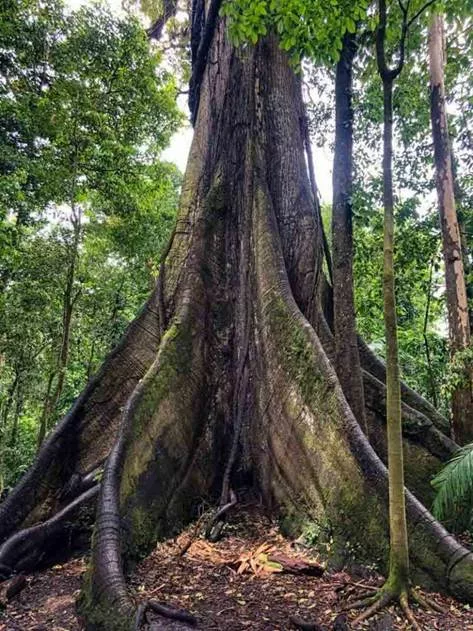 Arbre ceiba.