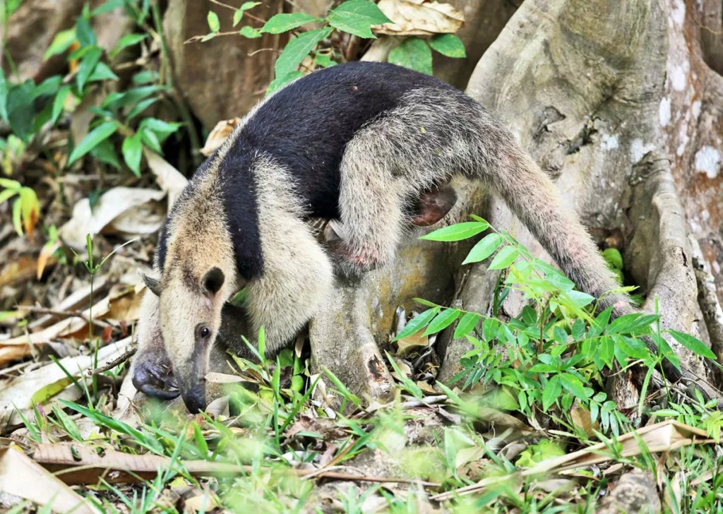 Les fourmiliers du Costa Rica. Sejour decouverte au Costa Rica