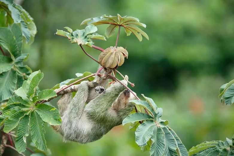 Cecropia ou Guarumo