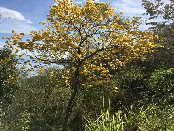 Corteza amarilla