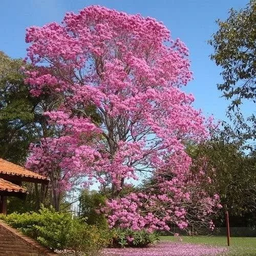 roble sabana a San jose costa Rica. sejour sur mesure au Costa Rica