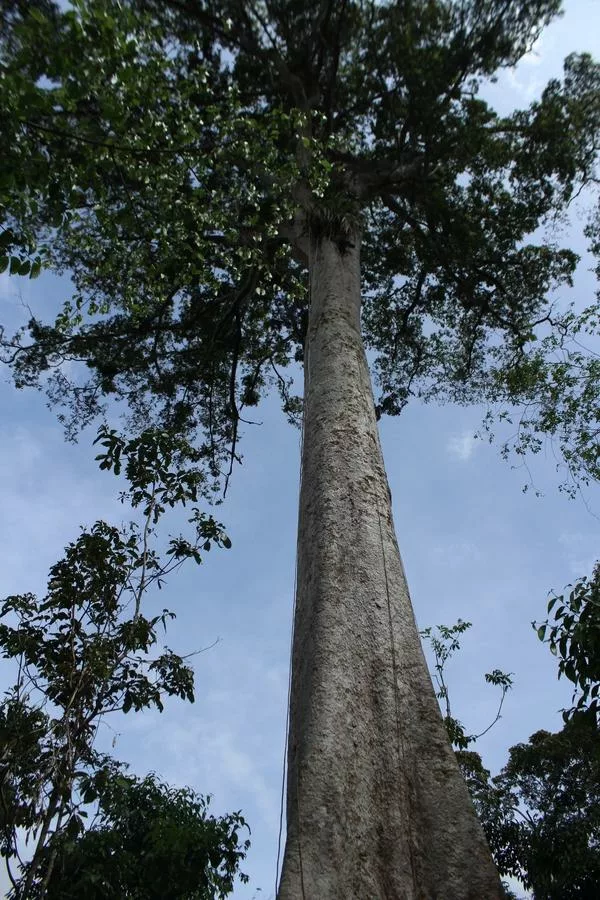Almendro, sejour et voyage au Costa Rica