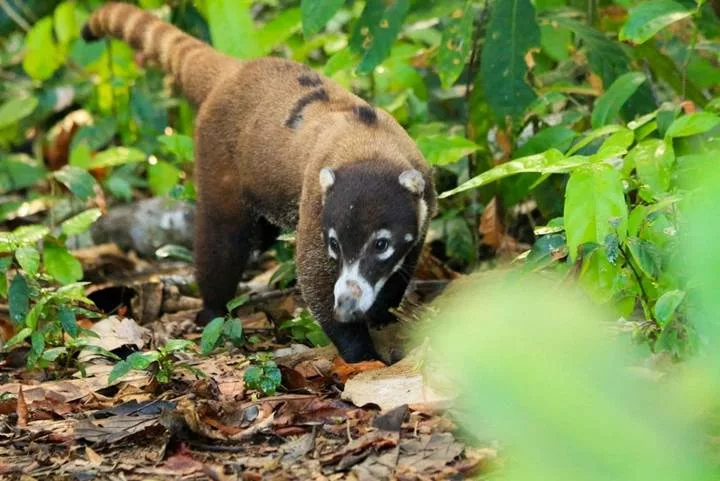 Que manges le coati au Costa Rica
