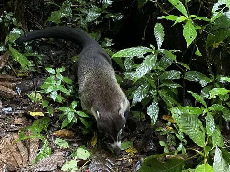 La faune du Costa Rica, le coati ou pizote en costaricien. Voyager au Costa Rica
