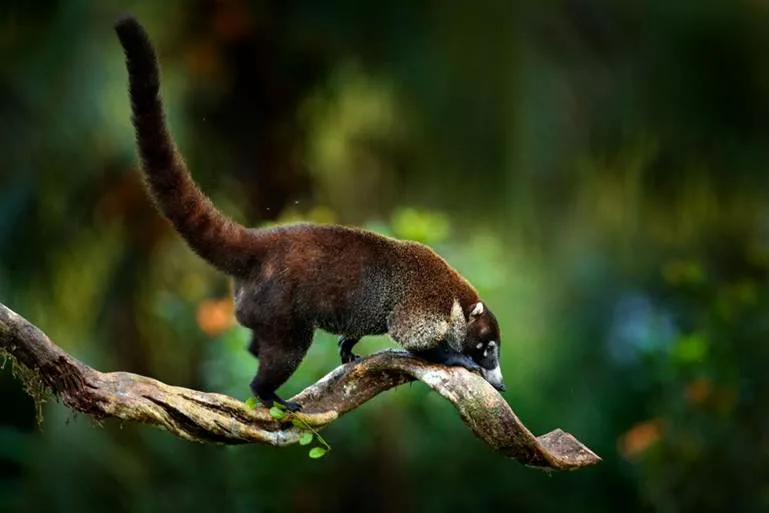 Les coatis du Costa Rica. sejour sur mesure avec une agence locale francophone au Costa Rica