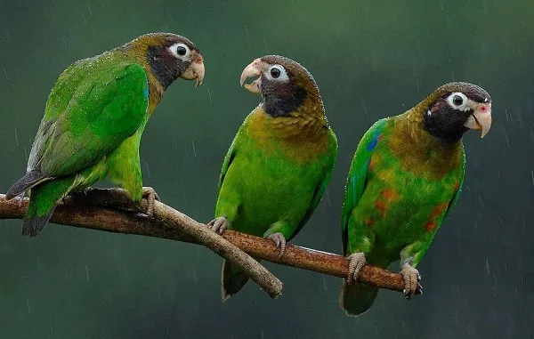 Boca Tapada, Costa Rica