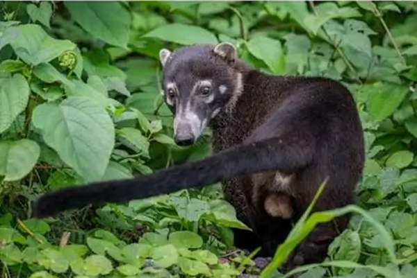 Les coatis du Costa Rica
