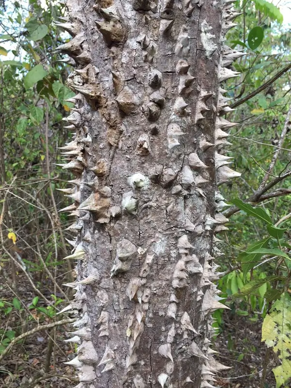 le Pochote, parc national Palo Verde. Circuit sur mesure au costa rica en direct avc une agence locale francophone