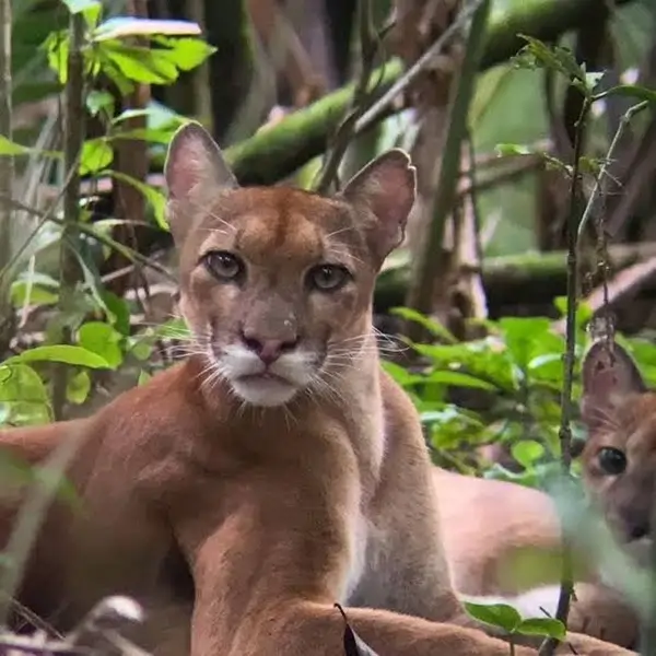 le puma
