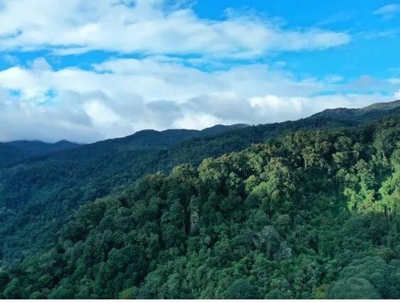 La foret de montagne a San Gerardo de Dota.