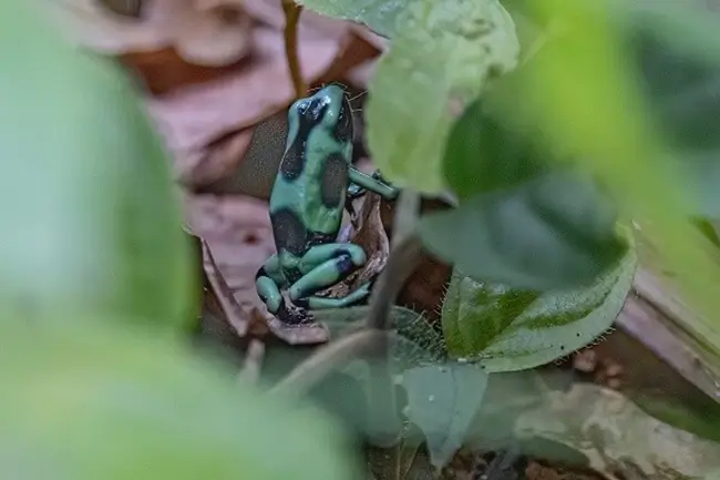 Les amphibiens du Costa Rica