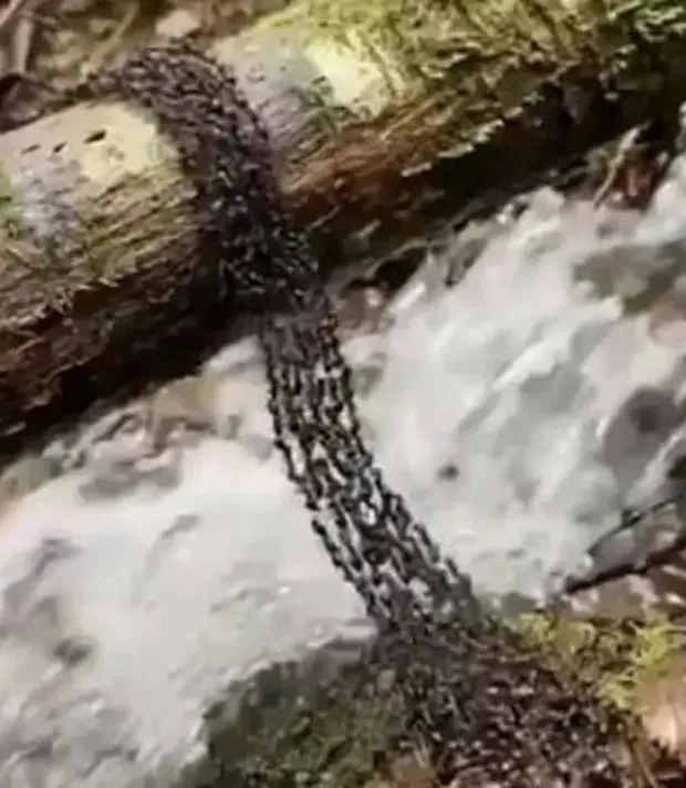 Fourmis légionnaires formant un pont vivant