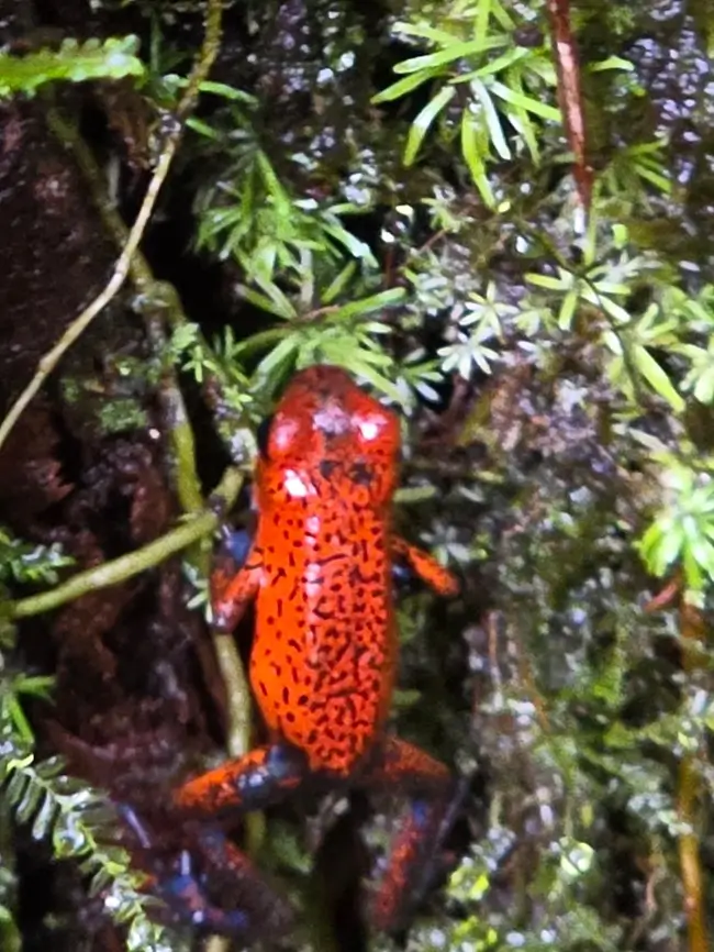 Grenouille fraise rouge et bleue
