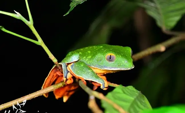 sejour et voyage sur mesure au Costa Rica avec la meilleure agence locale francophone
