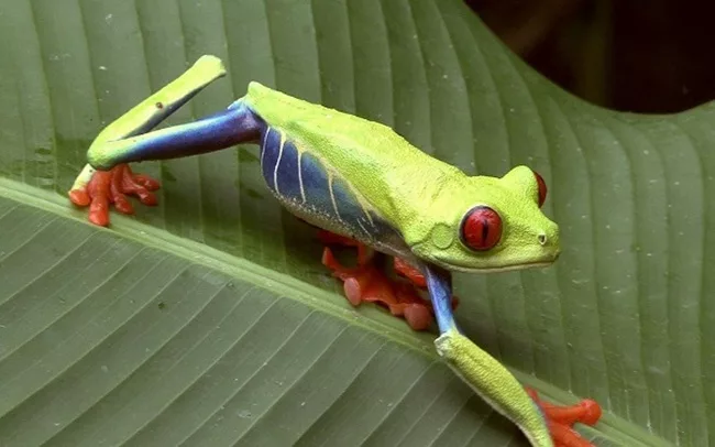 Rainette au yeux rouges au Costa Rica. sejour sur mesure au Costa Rica avec une agence francophone locale