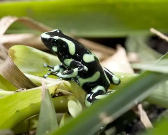 grenouille noire et vert