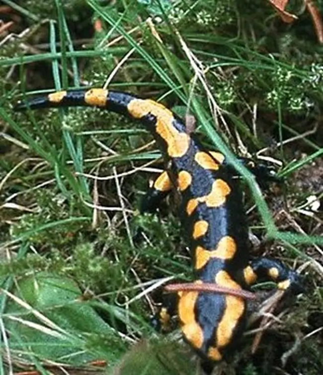 Salamandre. Autotour au Costa Rica
