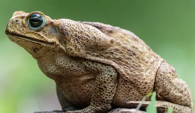 Crapaud buffle